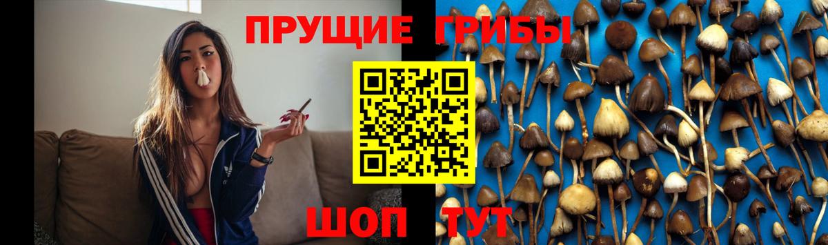 Пенза  Галлюциногенные грибы мицелий  Вход с VPN  Галлюциногенные грибы Psilocybine cubensis 